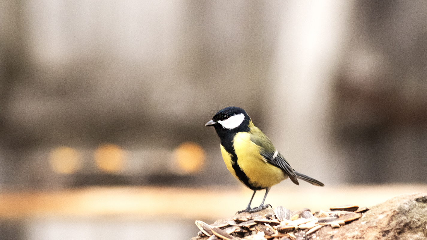 Great Tit